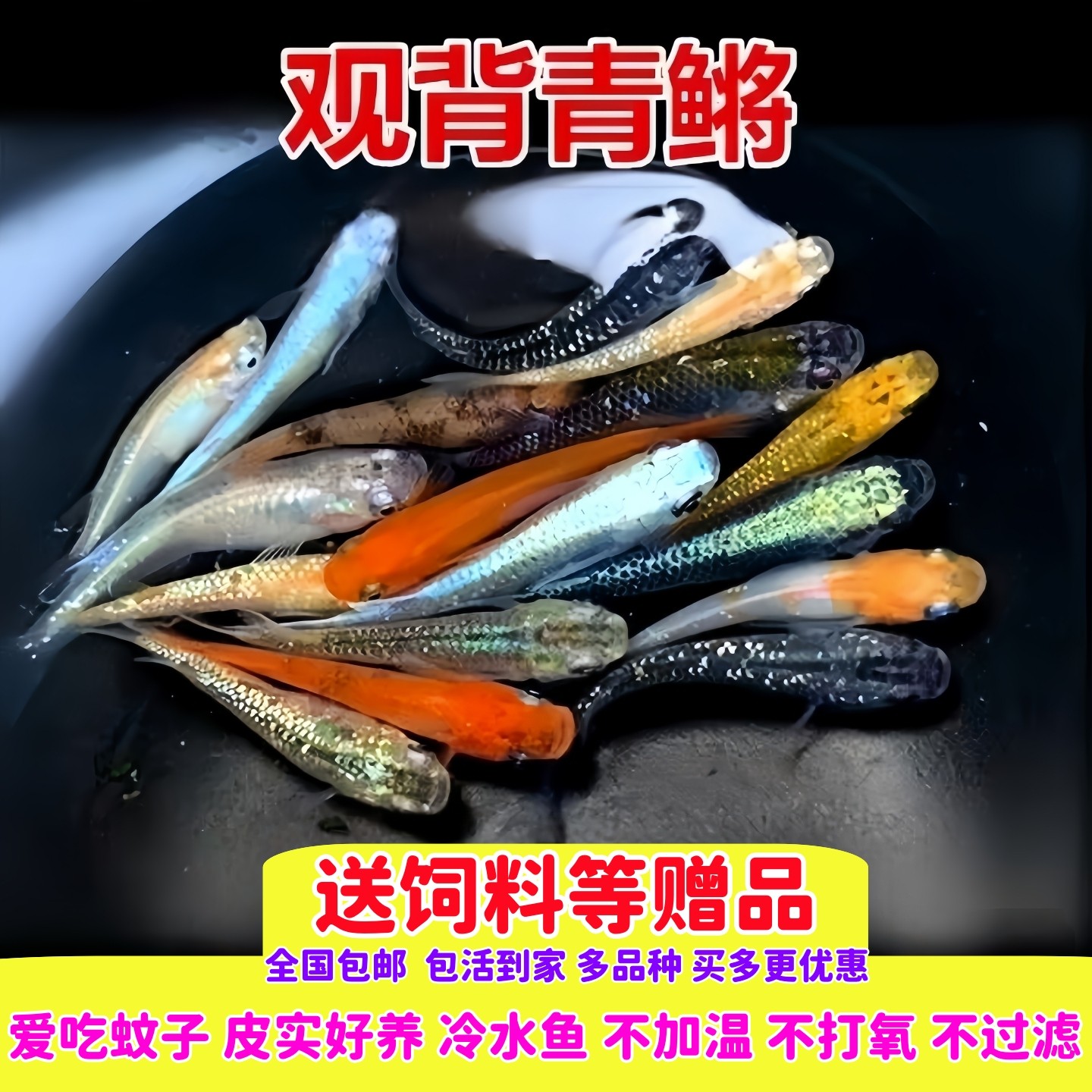 精品观背青鳉鱼生态缸观赏鱼送饲料好养耐活小鱼青锵鱼小型冷水鱼