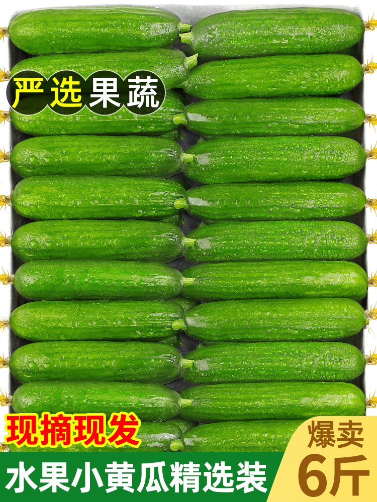 荷兰黄瓜新鲜小黄瓜5斤水果小青瓜蔬菜农家10山东旱生吃现摘现发