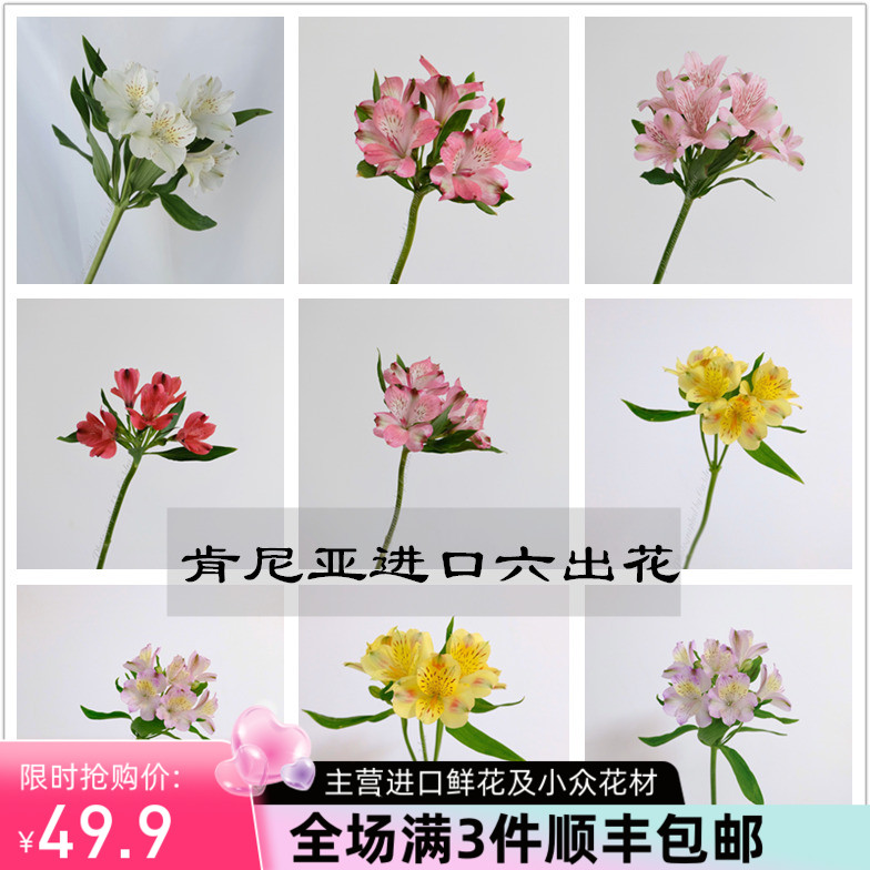 严选鲜花速递肯尼亚进口六出花水仙百合鲜切花家庭用花5支 特惠