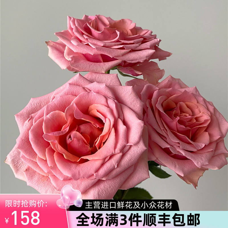 厄瓜多尔进口花材鲜花速递Lolita 洛丽塔玫瑰花10支新品