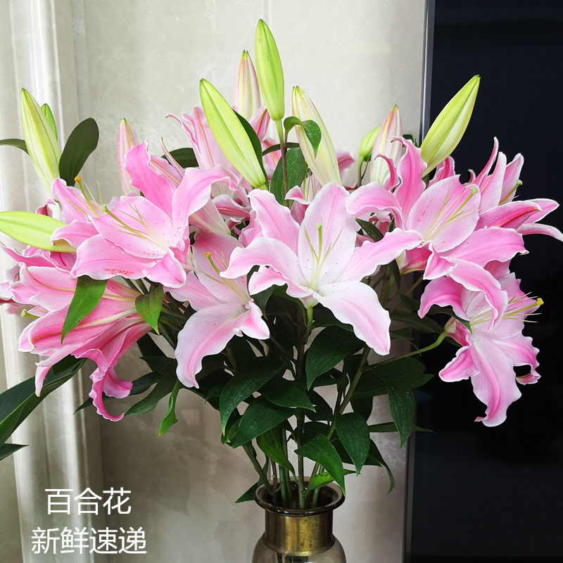 鲜花速递全国基地农场直供新鲜粉色黄百合花家庭用花养花特价
