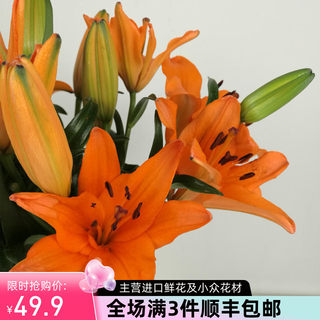 精品花卉同城鲜花速递全国橙色梦想金黄百合进口种球家庭用花新品