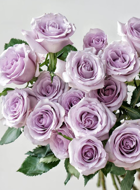 同城严选梦金鹏鲜花速递昆明国产紫色玫瑰花海洋之歌10支新品上架