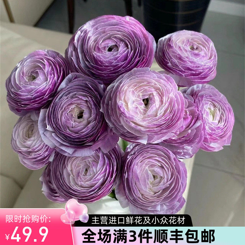 洋葱紫成功洋牡丹鲜切花精品国产鲜花速递家庭用花5支新品上市