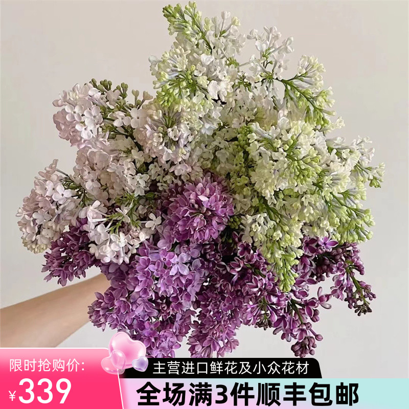 荷兰进口花材鲜花速递全国丁香花鲜切花家庭用花5支新品上市