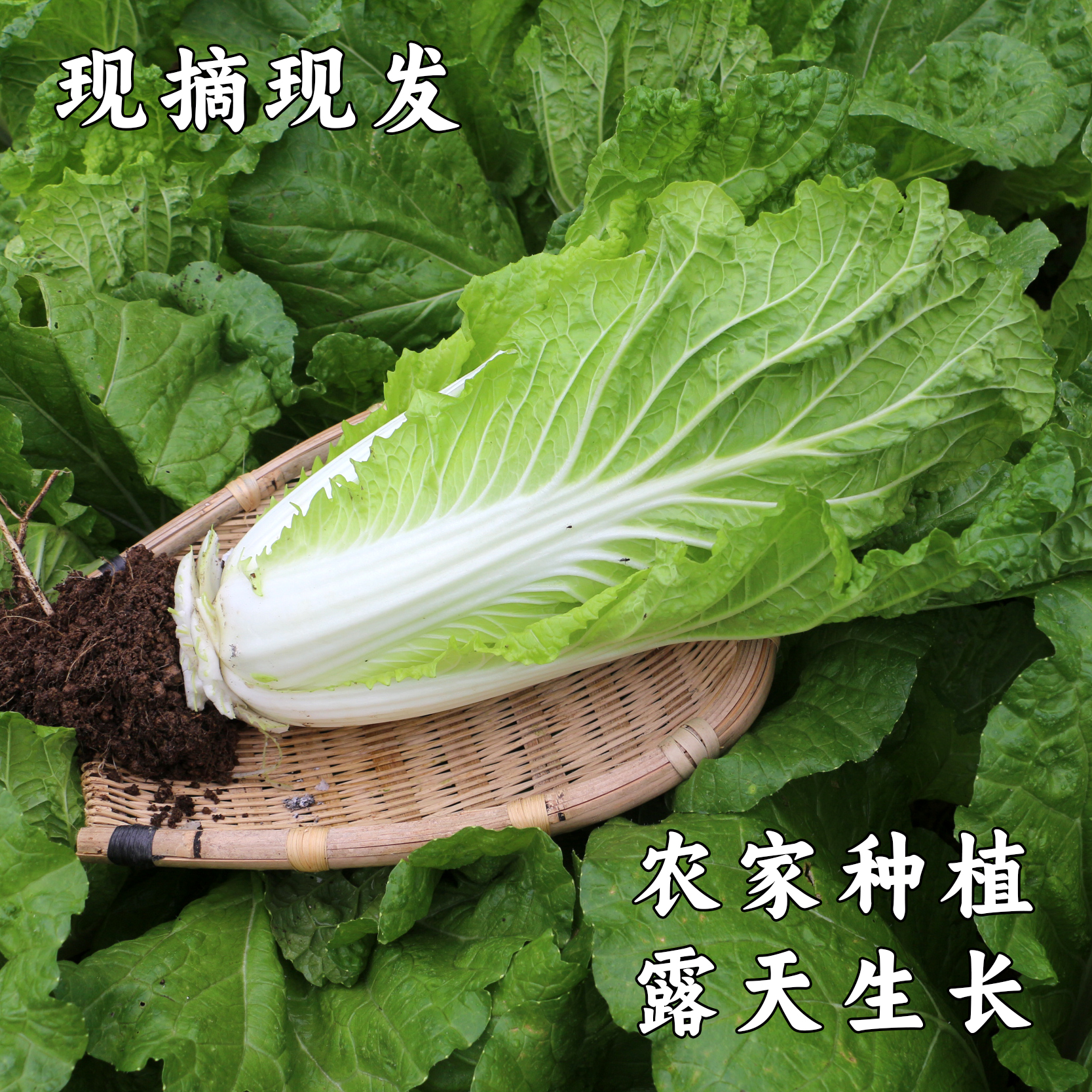 贵州农家露天种植麻叶白