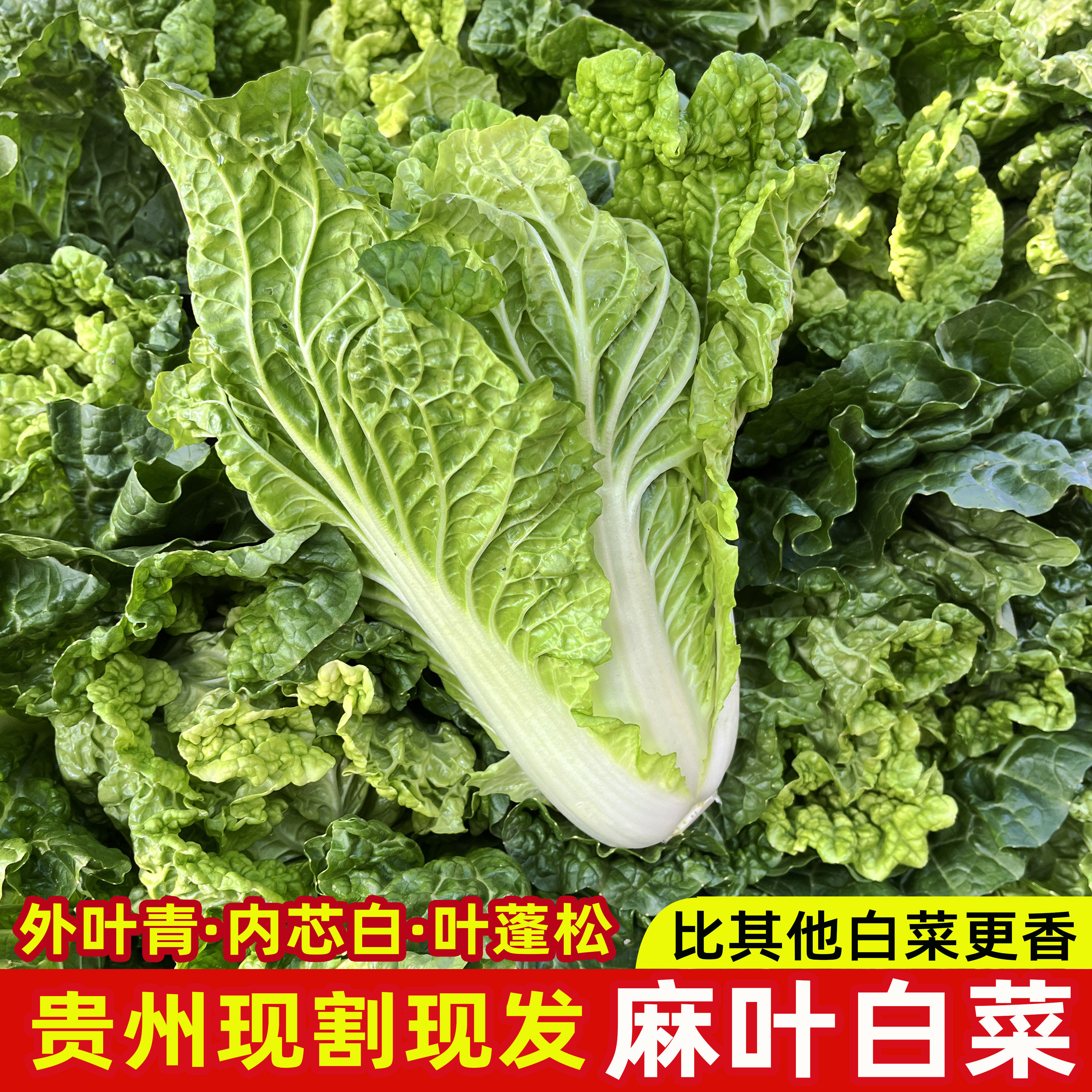 贵州农家露天种植新鲜青麻叶白大白菜炒菜火锅现砍现发产地直销