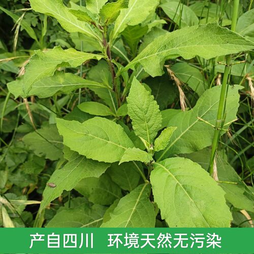 新鲜天名精下单现采中草药材 野烟山烟整颗带根也有晒干500克