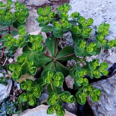 新鲜中药材泽漆非种植下单现挖