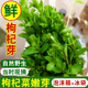 四川枸杞芽菜新鲜枸杞叶菜农家菜野菜头茬狗地芽营养菜枸杞头芽叶