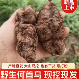 四川现挖何首乌新鲜生首乌绝非种植货整个现挖中草药材500克