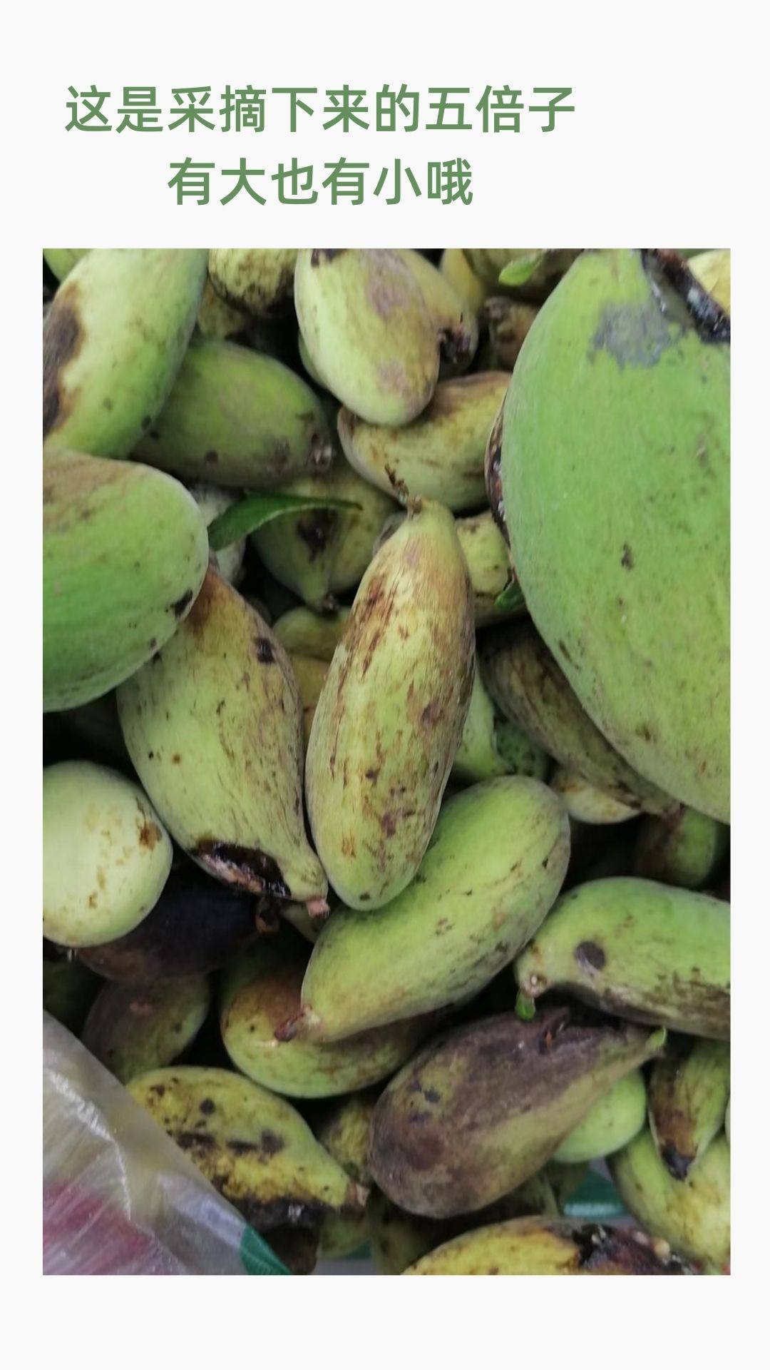 四川农家大山采摘当年晒干五倍子肚倍百虫仓中草药药材