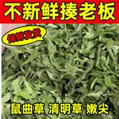 观纯四川野生新鲜鼠曲草清明菜清明草青团鼠曲粑粑原材料冷藏发货