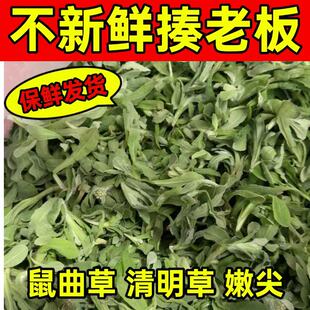 观纯四川野生新鲜鼠曲草清明菜清明草青团鼠曲粑粑原材料冷藏发货