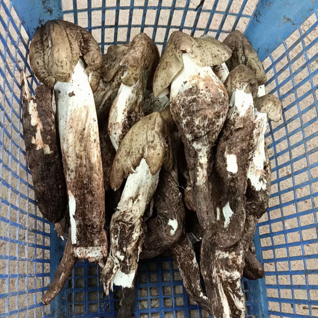 2024年新鲜鸡枞菌