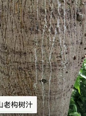 四川深山老构树汁楮桃汁楮实子汁原汁不掺水手工现采冷藏发货