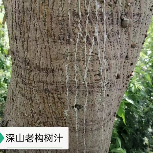 四川深山老构树汁楮桃汁楮实子汁原汁不掺水手工现采冷藏发货