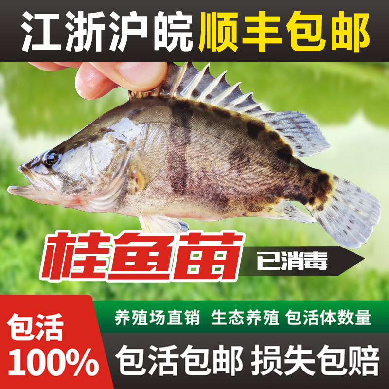 桂花鱼苗淡水养殖大翘嘴鳜鱼苗大眼食用路亚鱼苗加州鲈鱼苗鳜鱼苗