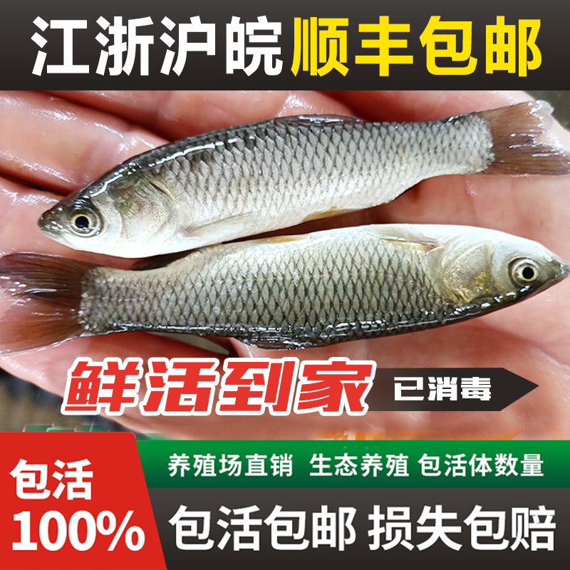 胖头芝麻白鲢乌青苗食用养殖草鱼