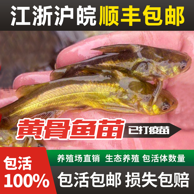 黄骨鱼苗黄辣丁食用黄颡鱼苗淡水