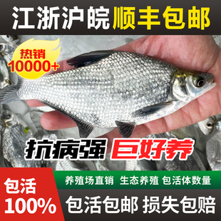 鳊鱼苗武昌鱼苗三角边三角鲂鱼苗鳊鱼杂交扁鱼团头鲂养殖淡水鱼苗