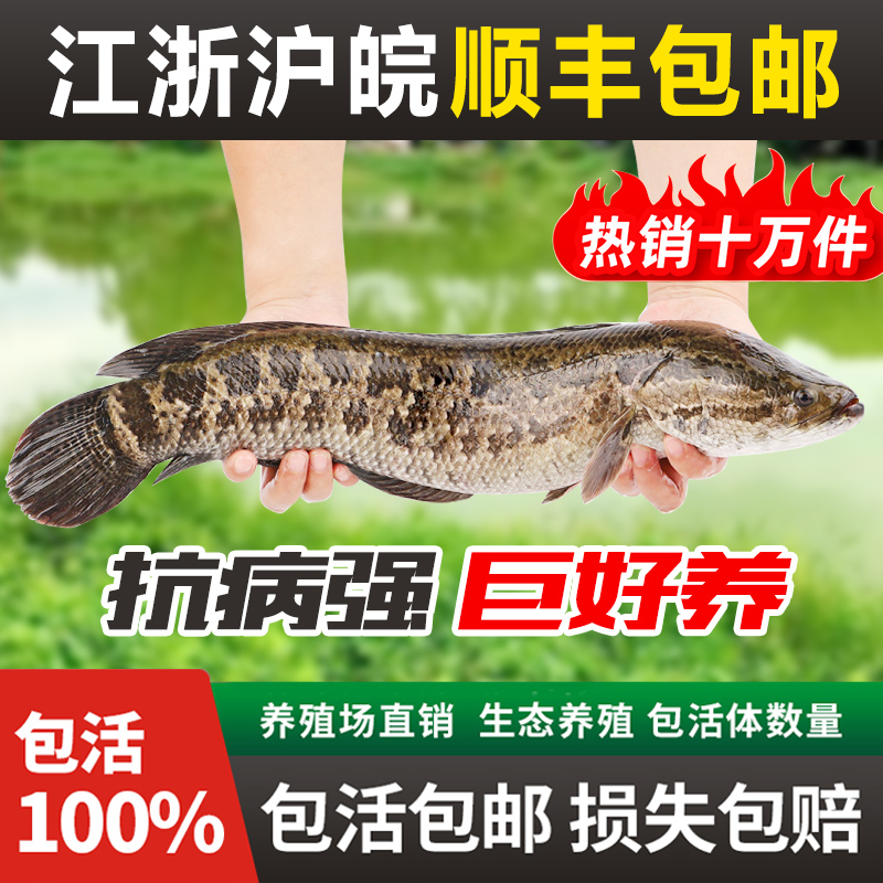 黑鱼苗活体淡水养殖特大乌鱼苗财鱼苗乌鳢生鱼苗观赏鱼苗路亚凶猛
