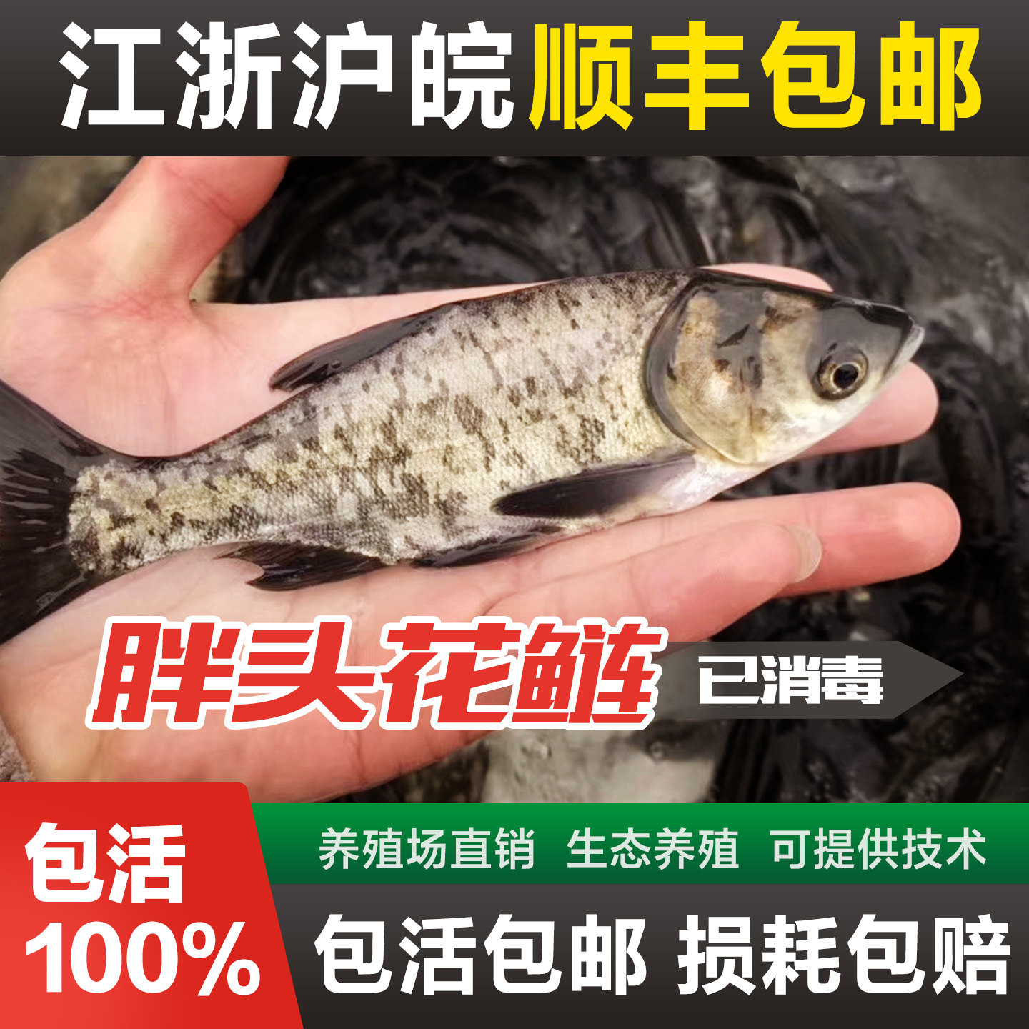 草鱼苗螺蛳青鱼苗胖头花鲢白鲢鳊鱼苗鲫鱼苗活体鱼苗淡水养殖食用