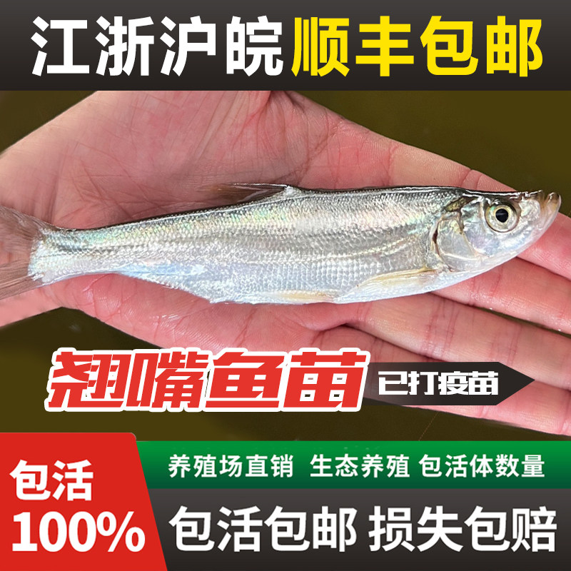 翘嘴鱼苗米级活物路亚翘鲌子鲌刺鱼撅嘴鲢子鱼苗淡水养殖翘嘴红鲌