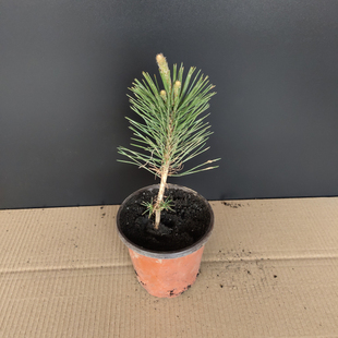 日本三河黑松小苗罗汉松华山松雪松树苗白皮松黑松五针松盆景树桩