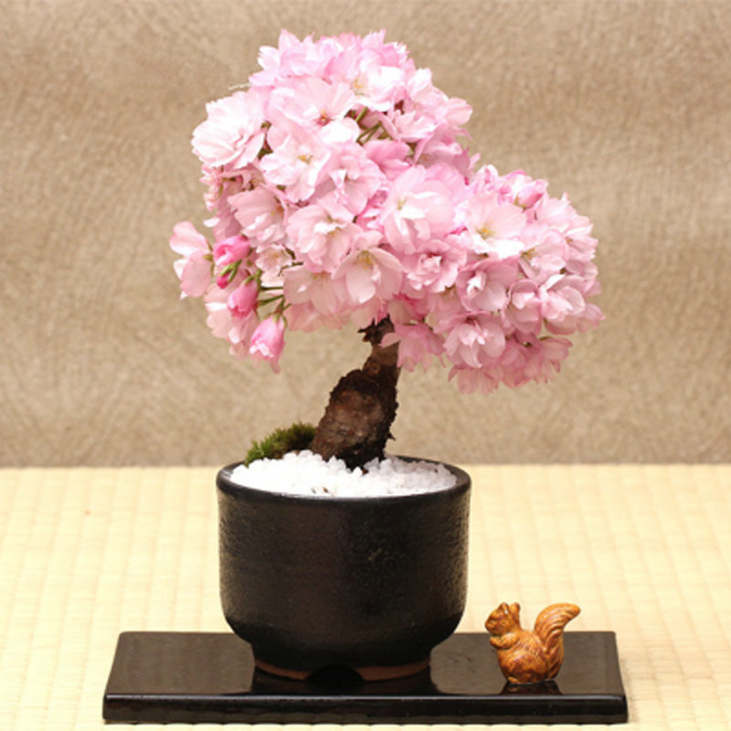 樱花苗南方北方庭院种植花卉植物盆栽樱花树苗当年开花樱花 盆景图片