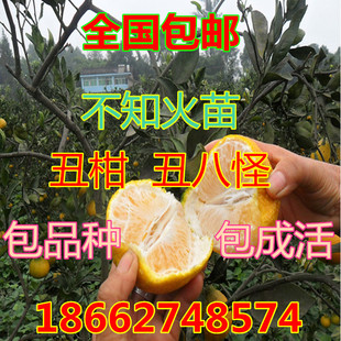 丑橘苗丑桔树苗不知火柑橘春见丑八怪粑粑柑树苗椪柑苗橘子苗包邮