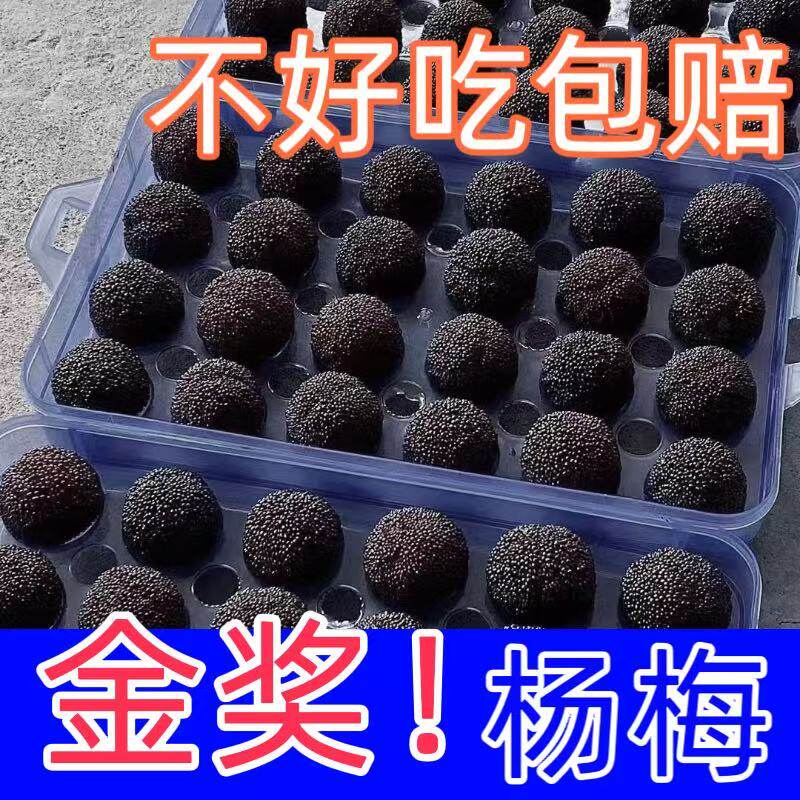 2026浙江慈溪杨梅余姚杨梅鲜果大杨梅礼盒装当季新鲜石屏杨梅空运