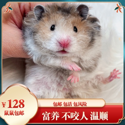 卷毛家养可爱温顺金丝熊稀有
