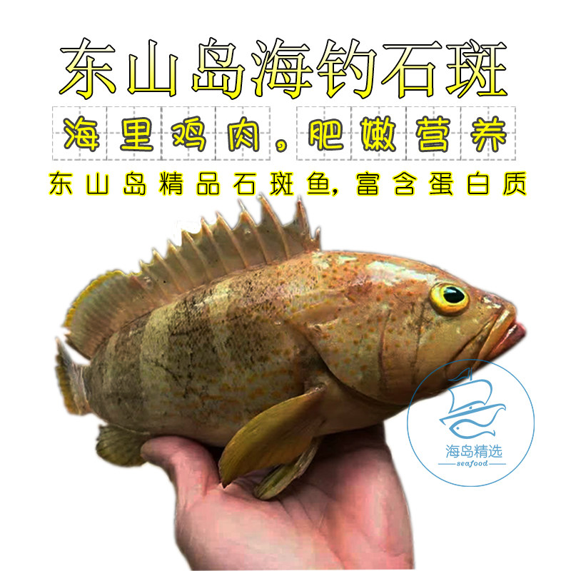 东山岛海鲜海钓深海小石斑鱼海鱼鲜活石斑鱼新鲜野生宝宝营养辅食