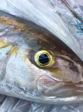 章红鱼鲜活刺身海钓红甘鱼野生青油甘放血深海黄尾鰤鱼海鲜整条