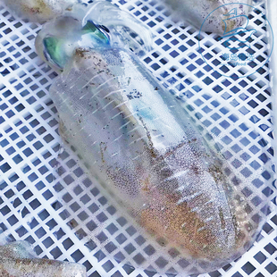 海鲜刺身 油墨鱼东山岛海钓软丝鱿鱼莱氏拟乌贼大尾鱿超大新鲜活