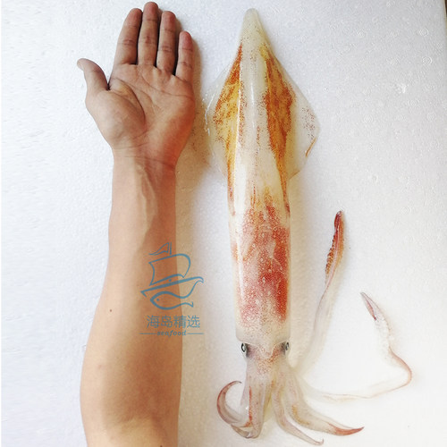东山岛海钓火箭鱿鱼鲜活刺身枪鱿大管透抽特大海鲜新鲜枪乌贼带冰
