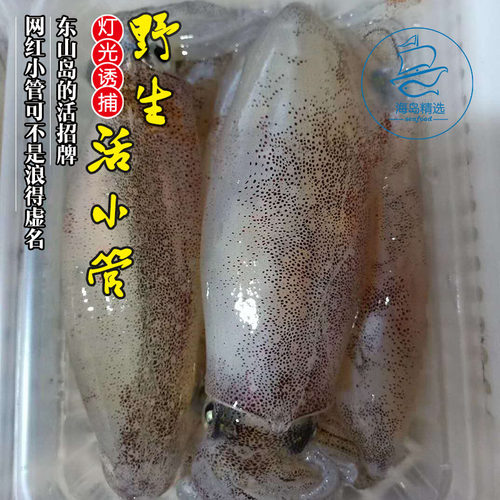小管鱿鱼新鲜东山岛海兔