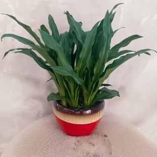 绿植中华万年青青叶金边结红果订婚结婚乔迁进新房上梁祝寿开业用