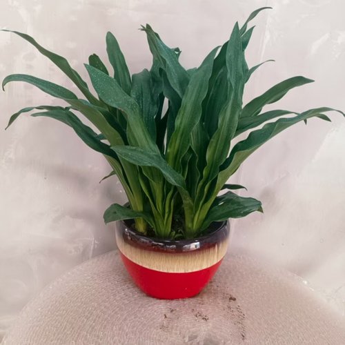 绿植中华万年青青叶金边结红果订婚结婚乔迁进新房上梁祝寿开业用