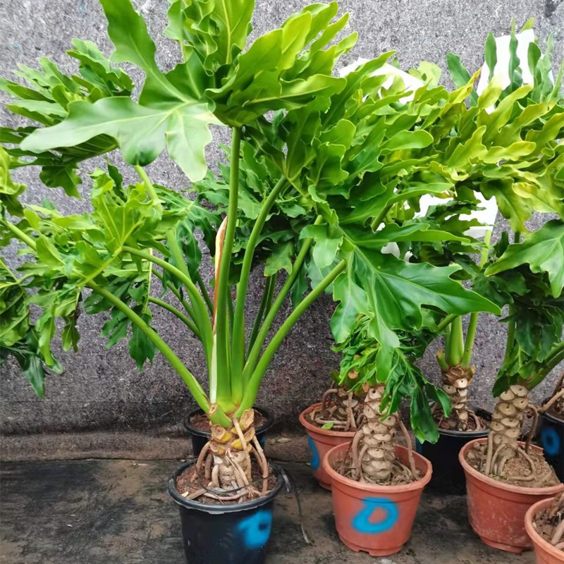 绿植盆栽观叶植物春羽龙鳞春雨室内阳台庭院净化空气个性盆栽净化