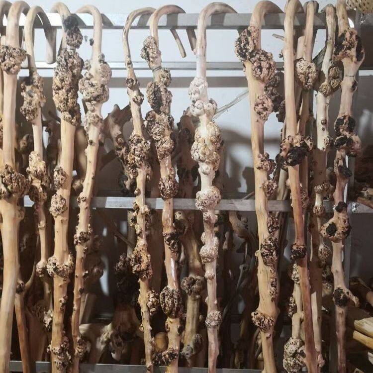 云南黑果木树瘤拐杖登山杖疙瘩木把玩长棍山茶木龙须手杖天然藤缠