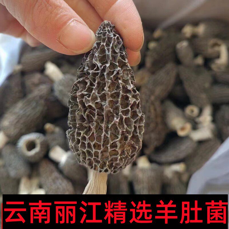 云南羊肚菌干货250克羊肚菌精选煲汤食材小孩营养丽江发