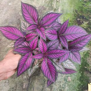 波斯红草红贝马蓝梦幻紫色叶观叶植物阳台耐阴耐晒多年生盆栽绿植