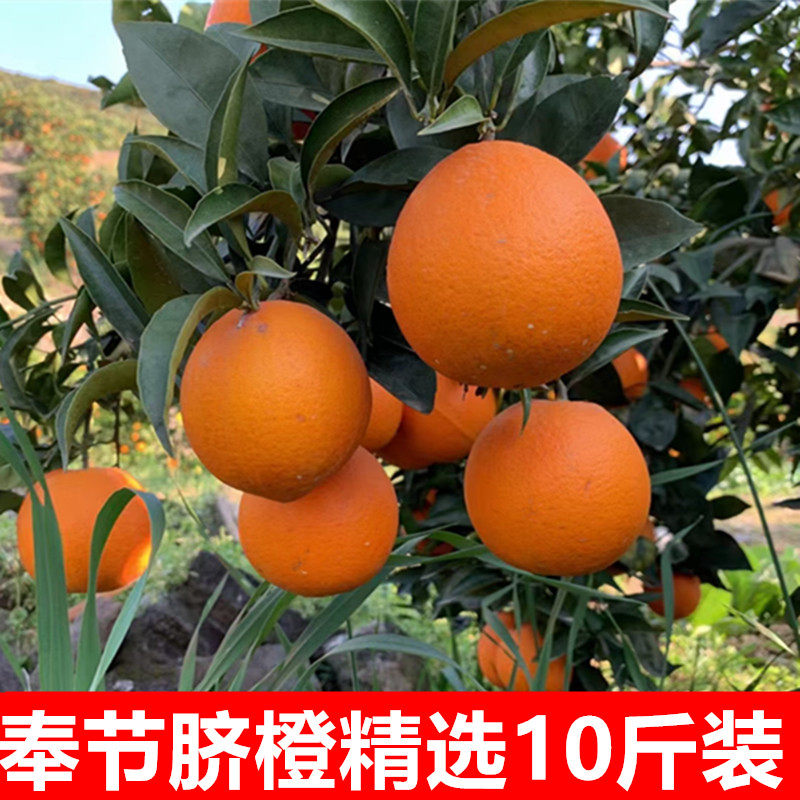 重庆奉节脐橙现摘新鲜橙子10斤20斤当季水果手剥橙带着叶发货包邮,水产肉类/新鲜蔬果/熟食,橙,淘宝优惠券,粉丝福利购,淘宝优惠卷