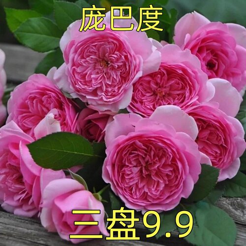 浓香月季庞巴度月季花小苗勤花多季重复开阳台盆栽扦插