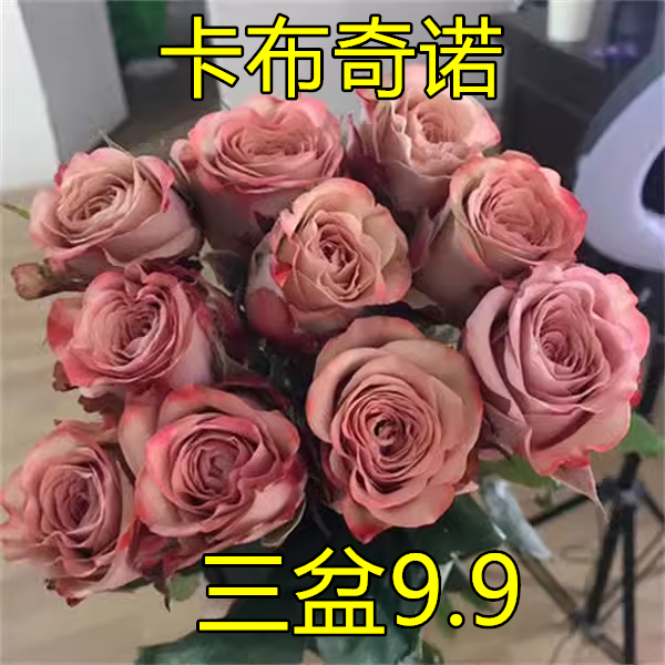 卡布奇诺月季肯尼亚玫瑰超新品种复古大花超新品