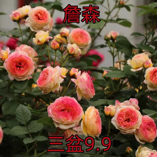 罗斯曼尼詹森藤本月季大苗母本浓香阳台爬藤花卉庭院植物盆栽多季