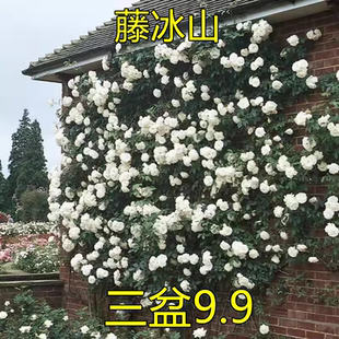 大型藤本白色月季花苗藤冰山阳台庭院四季爬藤蔷薇玫瑰大苗长势快