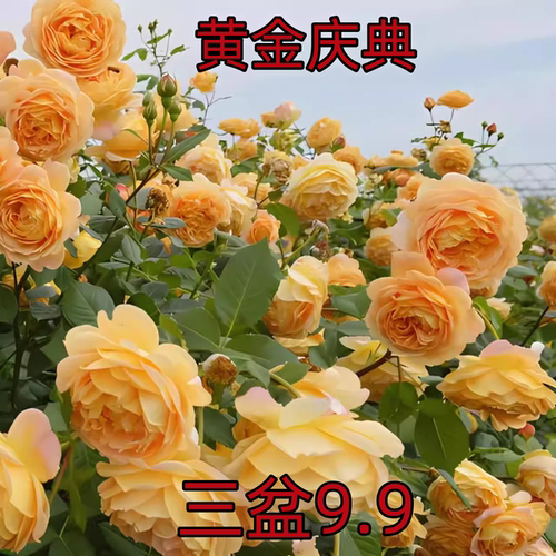 黄金庆典藤本月季花大苗浓香特大花爬藤玫瑰阳台庭院爬藤植物四季
